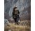 Opaska na głowę damska Deerhunter Lady 6487 - Black