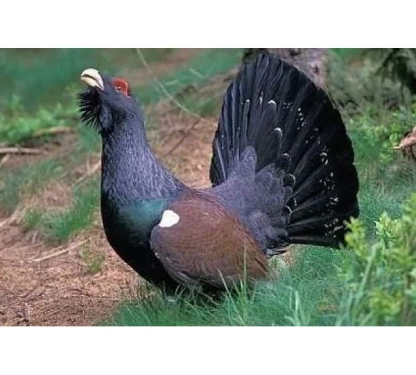 Hubertus 451 (3).jpg