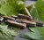 Scyzoryk Victorinox Spartan Wood 1.3601.63 (91mm) - Drzewo orzechowe