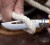 Nóż składany Opinel no.8 Outdoor Orange