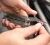 Multitool Leatherman Curl - Stainless (832932)